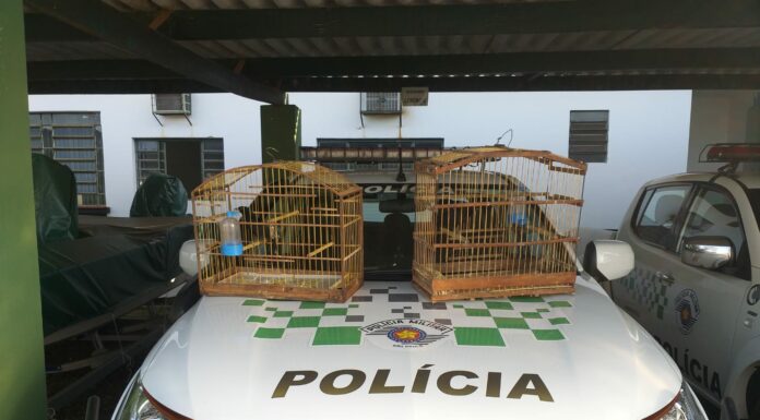 Cedida Polícia Ambiental