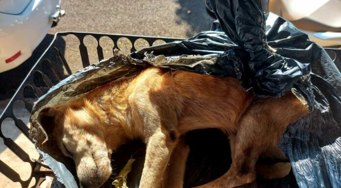 Após desferir golpes de martelo na cabeça de um cachorro, homem é autuado em R$ 3 mil por maus-tratos Cedida Polícia Ambiental
