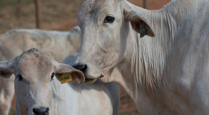 Pecuaristas dispõem de soluções inovadoras para evitar que parasitas suguem a produtividade do gado, diz especialista da Vetoquinol Cedida CNA