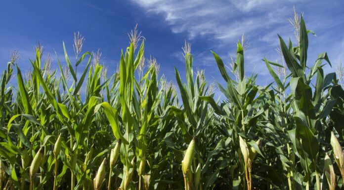 Expectativa da Conab aponta para uma safra recorde de grãos em 2021/22, superando 271 milhões de toneladas Reprodução Ministério da Agricultura
