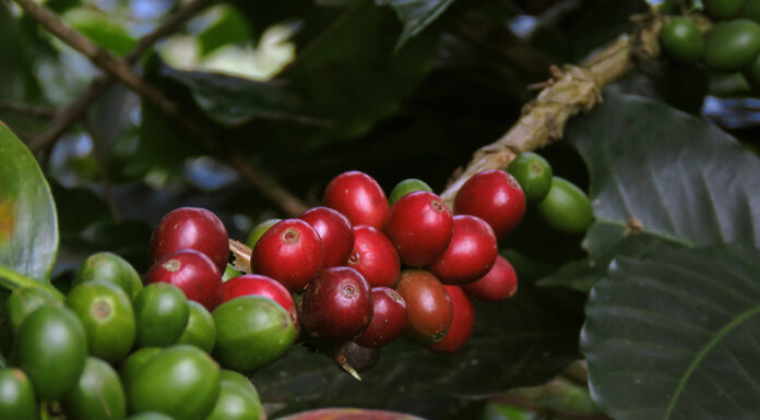 Países produtores importam 671 mil sacas dos Cafés do Brasil no período de janeiro e maio de 2022 Reprodução Unsplash