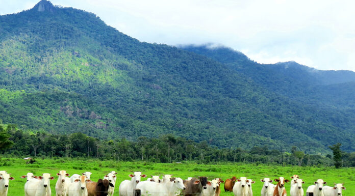 Conab lança modalidade de leilão para abastecer pecuaristas Reprodução Unsplash