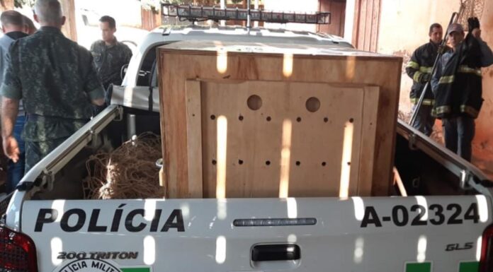 Onça-parda é capturada em chácara em Presidente Epitácio Cedida Polícia Ambiental