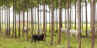 Reprodução Ministério da Agricultura