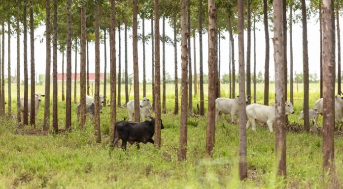 Linhas de crédito do Plano Safra auxiliam no fomento da sustentabilidade agrícola brasileira, diz CBI Reprodução Ministério da Agricultura