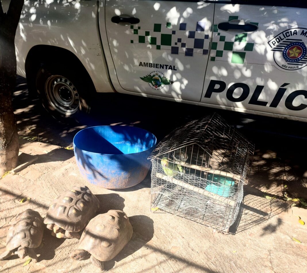 Cedida Polícia Ambiental