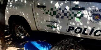 Cedida Polícia Ambiental