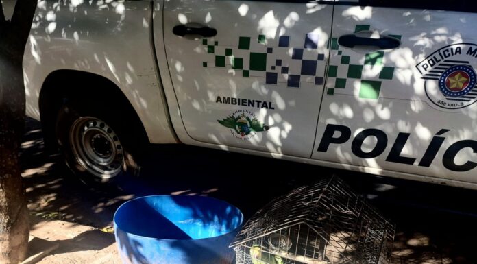Mulher é multada em R$ 7 mil por manter papagaio-galego e animais em cativeiro Cedida Polícia Ambiental