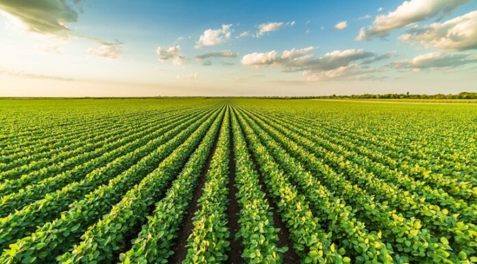 Valor da Produção Agropecuária de 2022 está estimado em R$ 1,241 trilhão Cedida Ministério da Agricultura