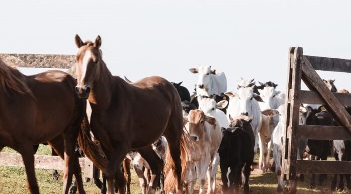 Raiva em herbívoros é fatal e pode ser prevenida com vacinação de rebanhos e controle da população de morcegos Cedida Ministério da Agricultura
