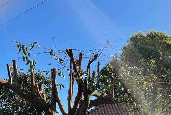 Polícia Ambiental constata poda drástica de árvores em quatro residências em Martinópolis Cedida Polícia Ambiental