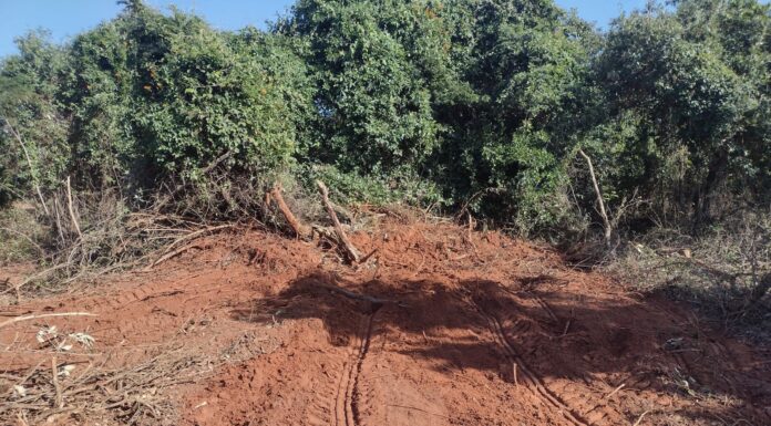 Polícia Ambiental autua fazendeiro em R$ 36,6 mil por destruir vegetação nativa Cedida Polícia Ambiental