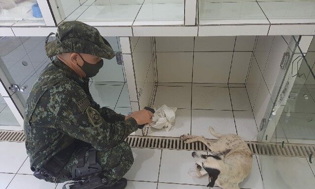 Homem é autuado em R$ 3 mil por maus-tratos a cão em Rosana Cedida Polícia Ambiental