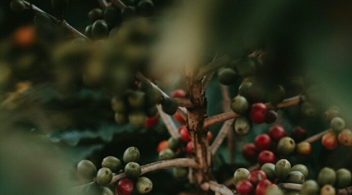 Incaper apresenta características agronômicas de 600 genótipos de Coffea canephora Reprodução Unsplash