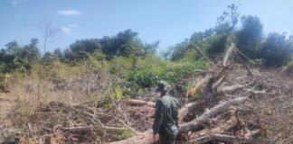 Cedida Polícia Ambiental