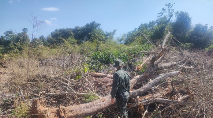 Fazendeiro é autuado em R$ 213 mil por destruir vegetação nativa em Santa Mercedes Cedida Polícia Ambiental