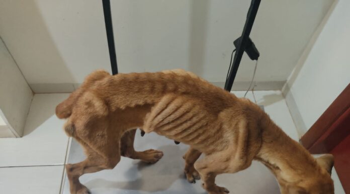 Polícia Civil instaura inquérito para apurar denúncia de “maus tratos” a animais em Junqueirópolis Cedida Polícia Civil
