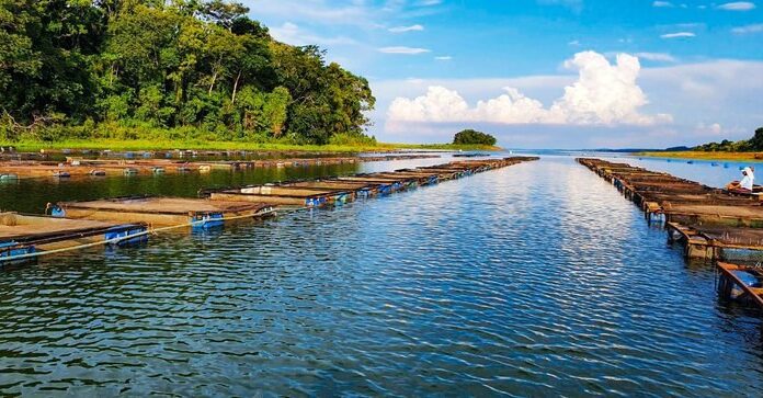 Agro Residência abre primeiro edital para seleção de projetos da aquicultura Cedida Ministério da Agricultura