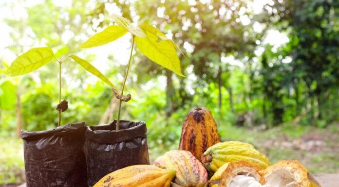 Política de Inovação vai promover desenvolvimento da cacauicultura brasileira Reprodução iStock