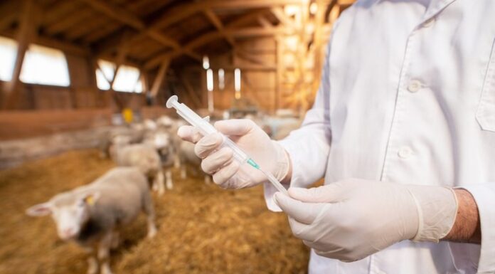 Aberta consulta pública sobre produtos de uso veterinário Cedida Ministério Agricultura