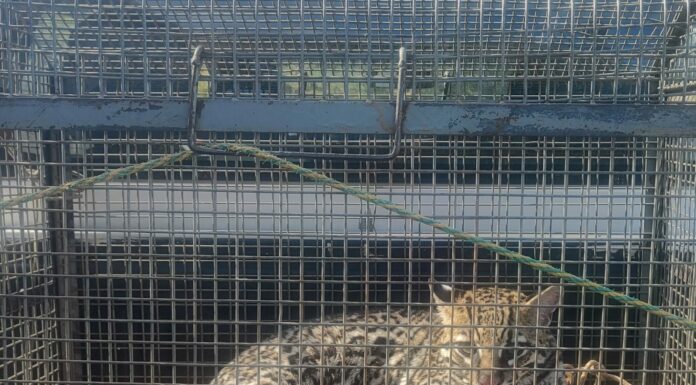 Jaguatirica é captura na área urbana de Dracena e reinserida na natureza Cedida Polícia Ambiental