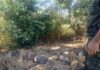 Cedida Polícia Ambiental