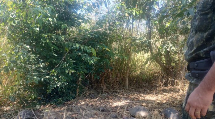Polícia Ambiental autua moradoras de Dracena em R$ 6,5 mil por manutenção de jabutis em cativeiro Cedida Polícia Ambiental