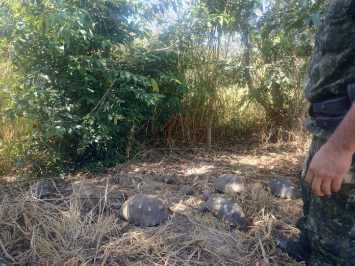 Cedida Polícia Ambiental