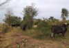 Cedida Polícia Ambiental
