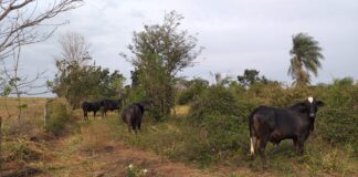 Cedida Polícia Ambiental