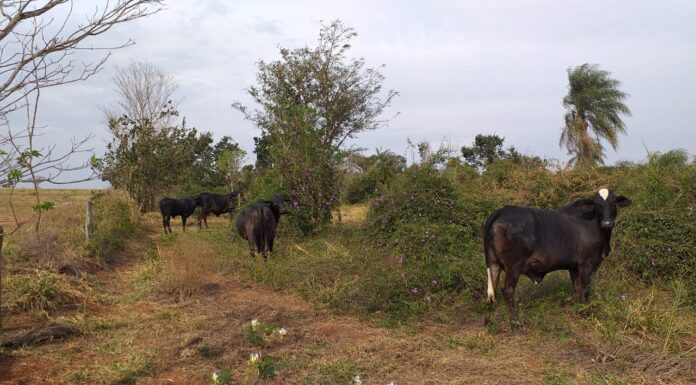 Cedida Polícia Ambiental