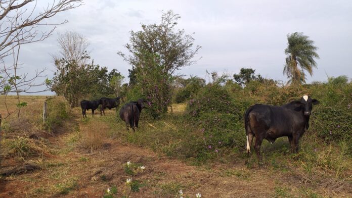 Cedida Polícia Ambiental