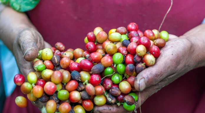 Faturamento das lavouras dos Cafés do Brasil totaliza R$ 62 bilhões em 2022