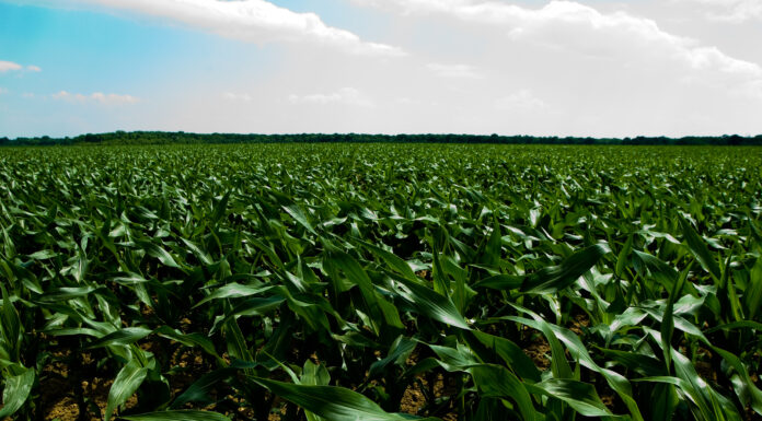Desafios fitossanitários aumentam e área tratada com defensivos agrícolas cresce 1,6 milhão de hectares no primeiro semestre, informa Sindiveg