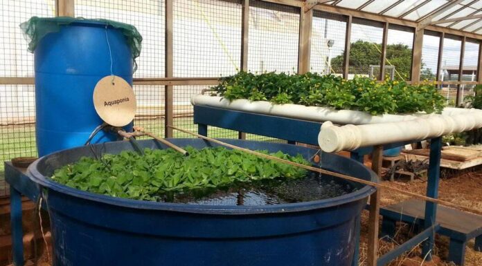 O papel da piscicultura na agricultura familiar