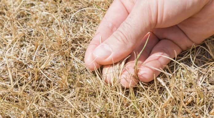 Garantia-Safra completa ciclo de pagamento a agricultores que tiveram perdas na safra 2020/2021