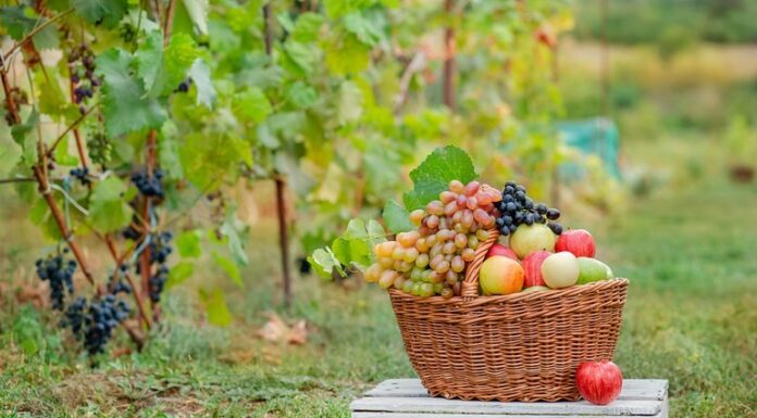 Do produtor ao consumidor: Sistema de Produção Integrada traz qualidade e rastreabilidade aos produtos vegetais