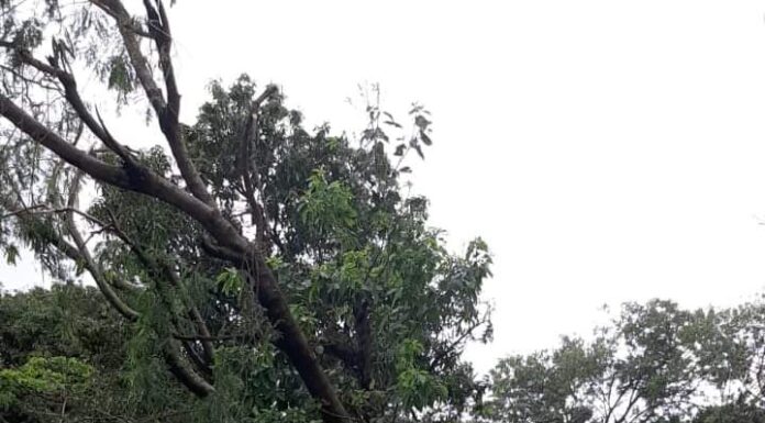 Equipe da Limpeza Pública realizou serviços de zeladoria em vários pontos da cidade