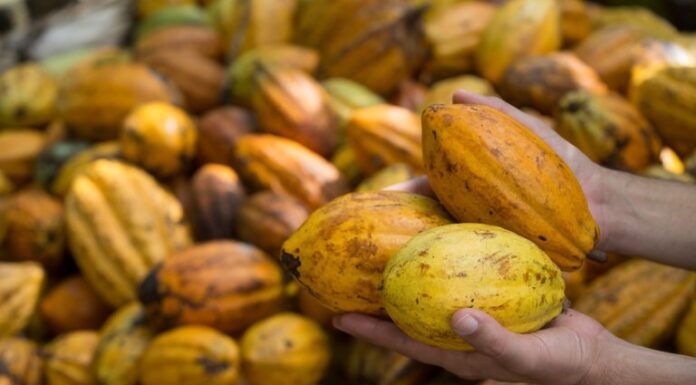 Desafio para startups busca soluções inovadoras para os principais desafios da cacauicultura brasileira