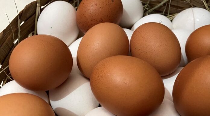 Agroindústria de ovos e derivados de SP poderá comercializar produtos em todo o país