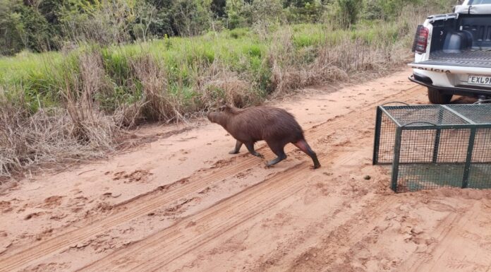 Capivara é capturada em residência no centro de Taciba e devolvida à natureza