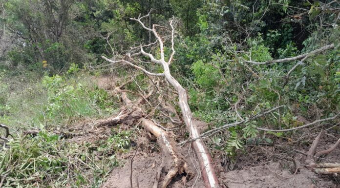 Fazendeiro de Martinópolis é autuado em R$ 25 mil por degradações ambientais