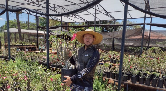 Produtor cultiva rosa do deserto em Santa Mercedes
