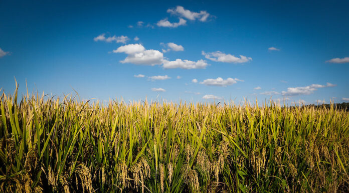 CNA e Federações debatem contratação de crédito rural nos estados