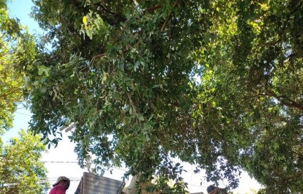 Mutirão de limpeza começa na segunda-feira em Dracena