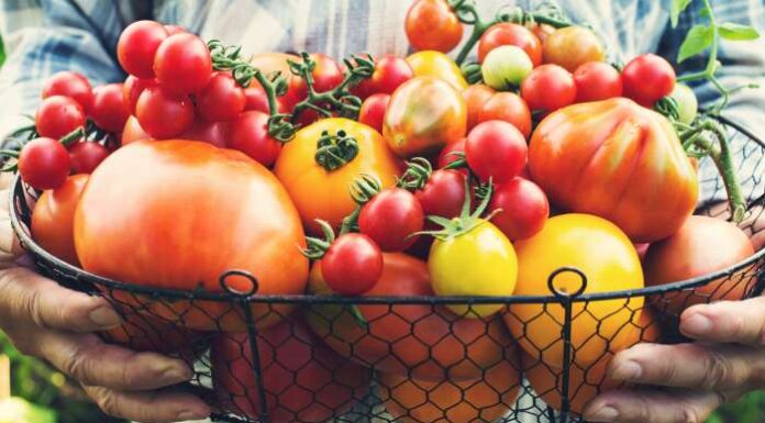 Benefícios dos alimentos orgânicos, cultivados sem agrotóxicos
