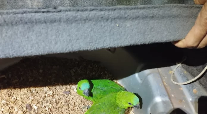 Polícia Ambiental autua homem em R$ 7 mil por maus tratos e transporte de aves em Dracena