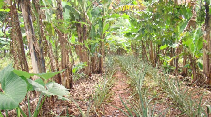 Sistemas agroflorestais biodiversos conservam e melhoram a qualidade do solo