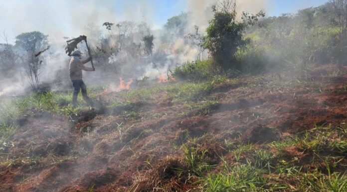 20 mil mudas viram cinzas durante incêndio em gleba do Incra em Presidente Epitácio