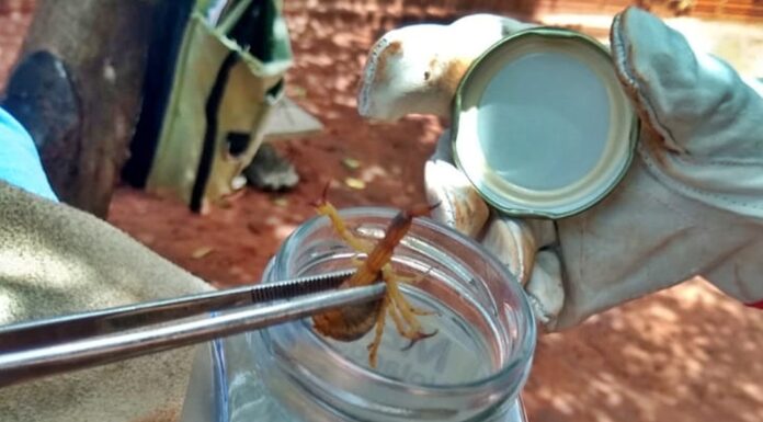 Vigilância Epidemiológica de Panorama alerta para aumento de riscos de escorpiões
